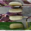 ph arion larva3 volg